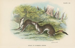 Stoat i sommerkjole av English School