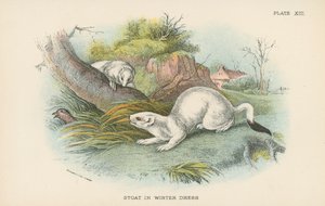 Stoat i vinterkjole av English School
