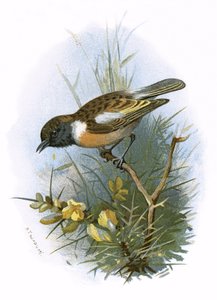 Steinprat