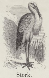 Stork (gravering) av English School