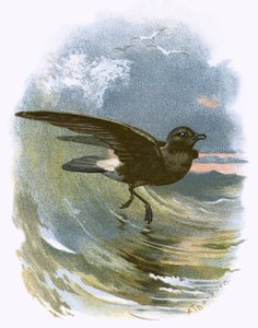 Stormpetrel av English School