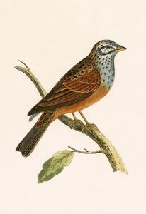 Striolated Bunting, illustrasjon fra 