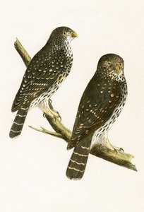 Strix Pusilla, illustrasjon fra 