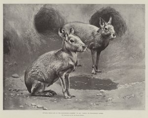 Studier fra Life at the Zoological Gardens, Maras eller Patagonian Cavies (litho) av English School