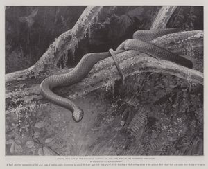 Studier fra Life at the Zoological Gardens, Home of the Plumbeous Tree-Snake (litho) av English School