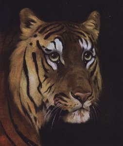 Studie av et tigerhode (farge litho) av English School