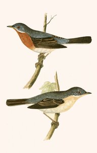Sub Alpine Warbler, illustrasjon fra 
