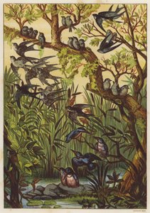 Sommerkveld med fugler (farge litho) av English School