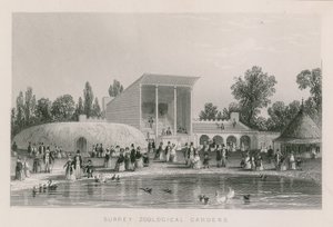 Surrey zoologiske hager av English School