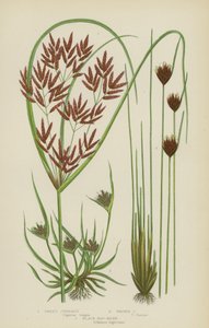 Sweet Cyperus, Brown Cyperus, Black Bog-Rush (farge litho) av English School