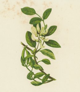 Søtmelkvikke, Astragalus Glyciphyllus (fargelitografi) av English School