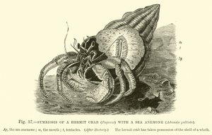 Symbiose av en eremittkrabbe (Pagurus) med en sjøanemone, Adamsia palliata av English School