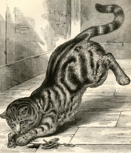 Tabbykatt som hopper på en mus av English School