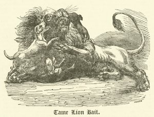 Tame Lion Bait (gravering) av English School