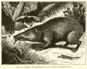 Tanrec, eller Trandraka (Centetes ecaudatus) fra Madagaskar av English School