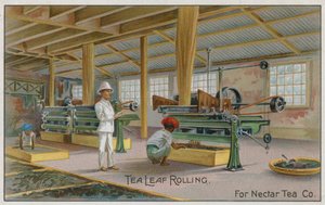 Tea Leaf Rolling, For Nectar Tea Co, handelskort av English School