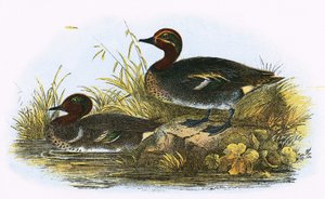 Teal (høyre) og American Teal (venstre)