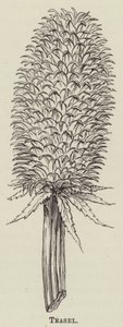 Teasel (gravering) av English School