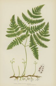 Ømt tregrenet polypodi (fargelitografi) av English School