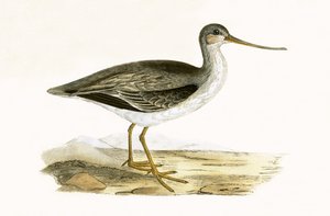 Terek Godwit, illustrasjon fra 