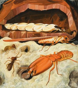 Termitter av English School