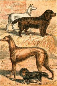 Terrier, Spaniel, Greyhound og King Charles Spaniel av English School