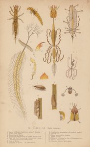 Alfluen, Sialis lutarius (litho) av English School