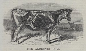 The Alderney Cow (gravering) av English School