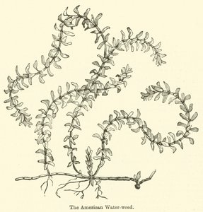 The American Water-weed (gravering) av English School