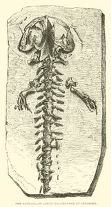 Der Andrias, oder große Salamander von Oeningen von English School