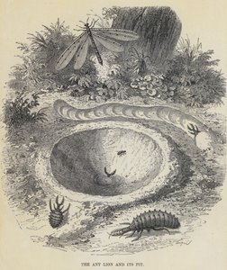 Maurløven og dens grop (gravering) av English School