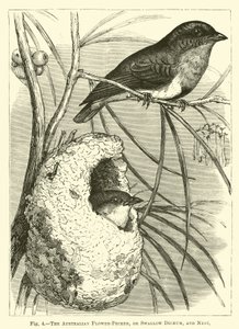 Australian Flower-Pecker, eller Swallow Dicaeum, and Nest av English School