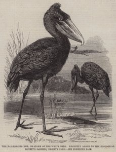 Balaeniceps rex, eller Stork of the White Nile, nylig lagt til Zoological Society's Gardens, Regent's Park (gravering) av English School