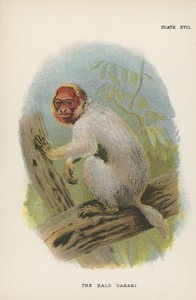 Den skallede Uakari av English School