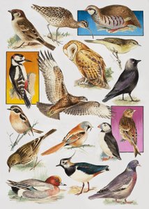 The Birds of Britain av English School