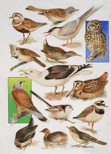 The Birds of Britain av English School