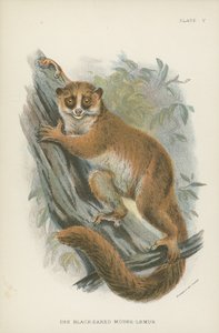 Svartøret mus-lemur av English School