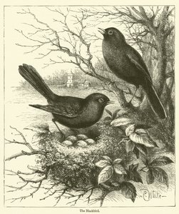 The Blackbird (gravering) av English School