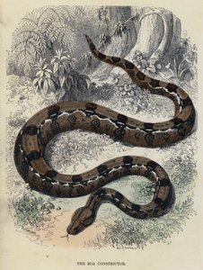 The Boa Constrictor (farget gravering) av English School