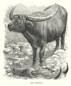 Bøffelen (gravering) av English School