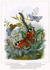 Sommerfuglterrariet (farget gravering) av English School