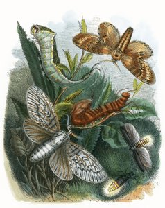 Sommerfuglen Vivarium