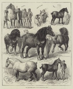 Cart-Horse Show i Agricultural Hall (gravering) av English School