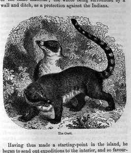 The Coati, fra Santo Domingo Past and Present av Samuel Hazard, pub. 1873 av English School