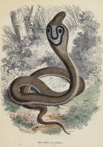 Cobra Da Capello (farget gravering) av English School
