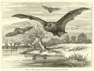 Flaggermus, Vespertilio pipistrellus, på flukt av English School