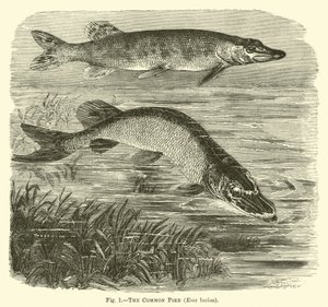 Den vanlige gjedde, Esox lucius av English School