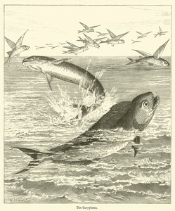 The Coryphene (gravering) av English School