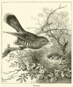 The Cuckoo (gravering) av English School