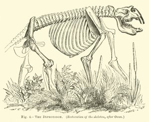 Diprotodonen av English School